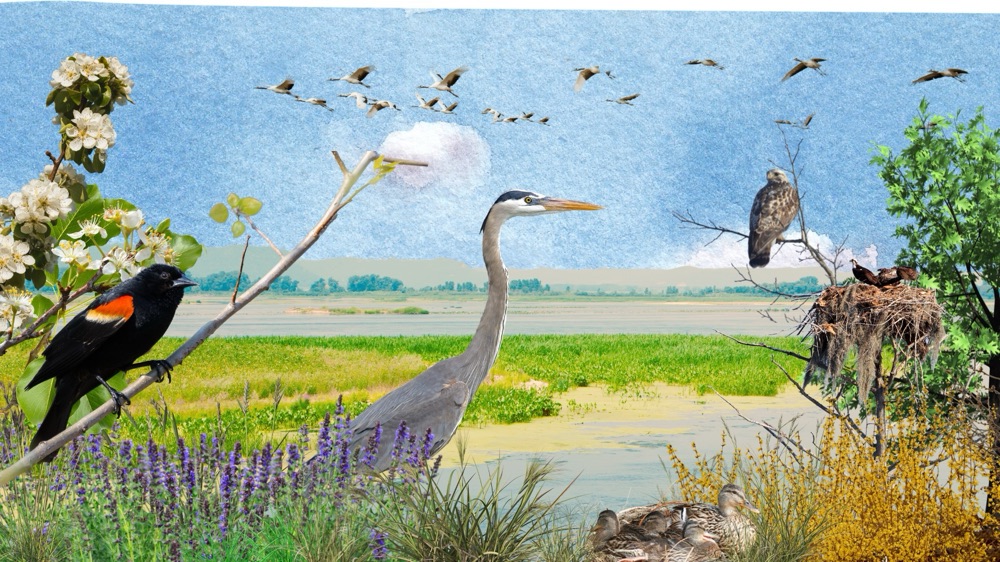 A painted marsh scene with a heron, a red-winged blackbird and geese in flight