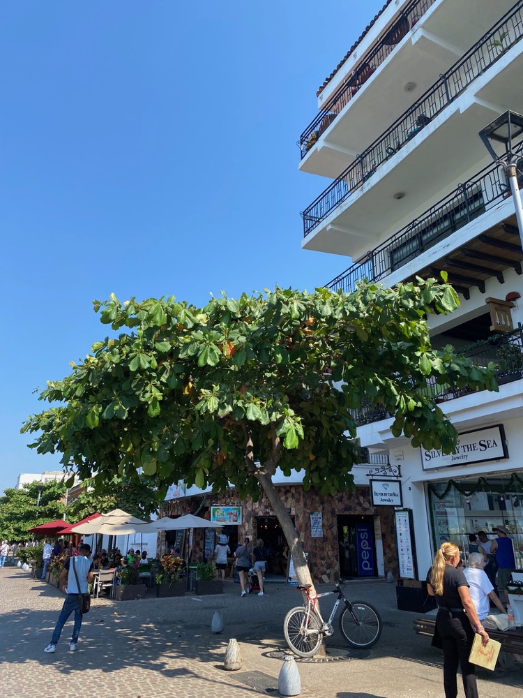 A broad tree shading café tables and storefronts