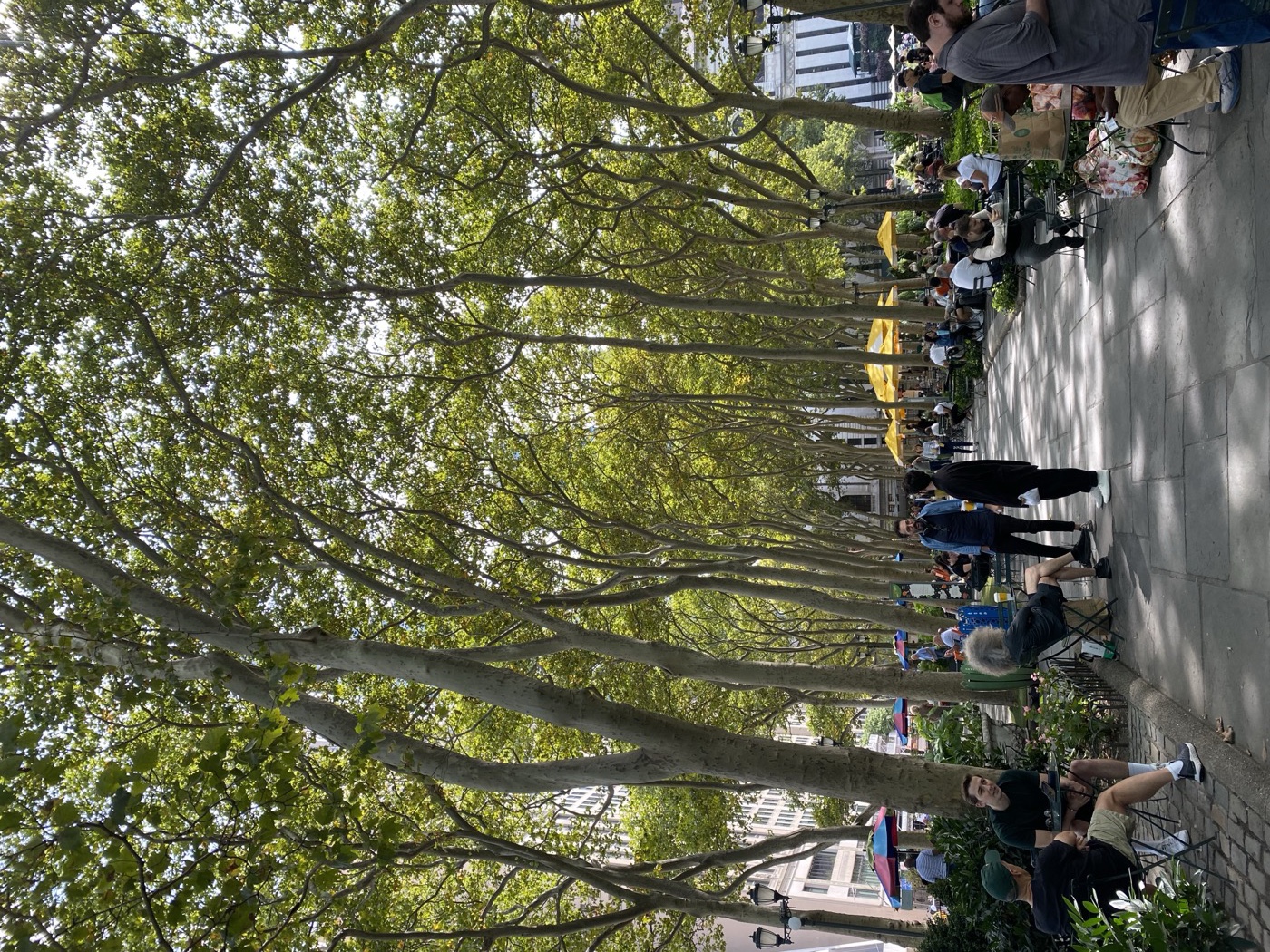 Tree canopy over a Bryant Park path, New York